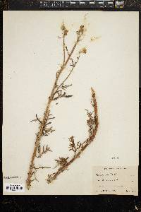Eriophyllum stoechadifolium image