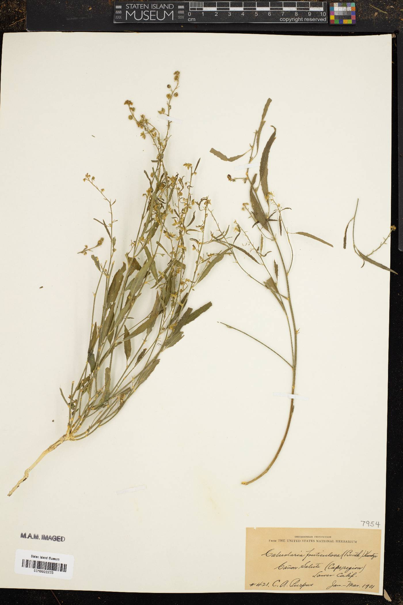 Calceolaria fruticulosa image