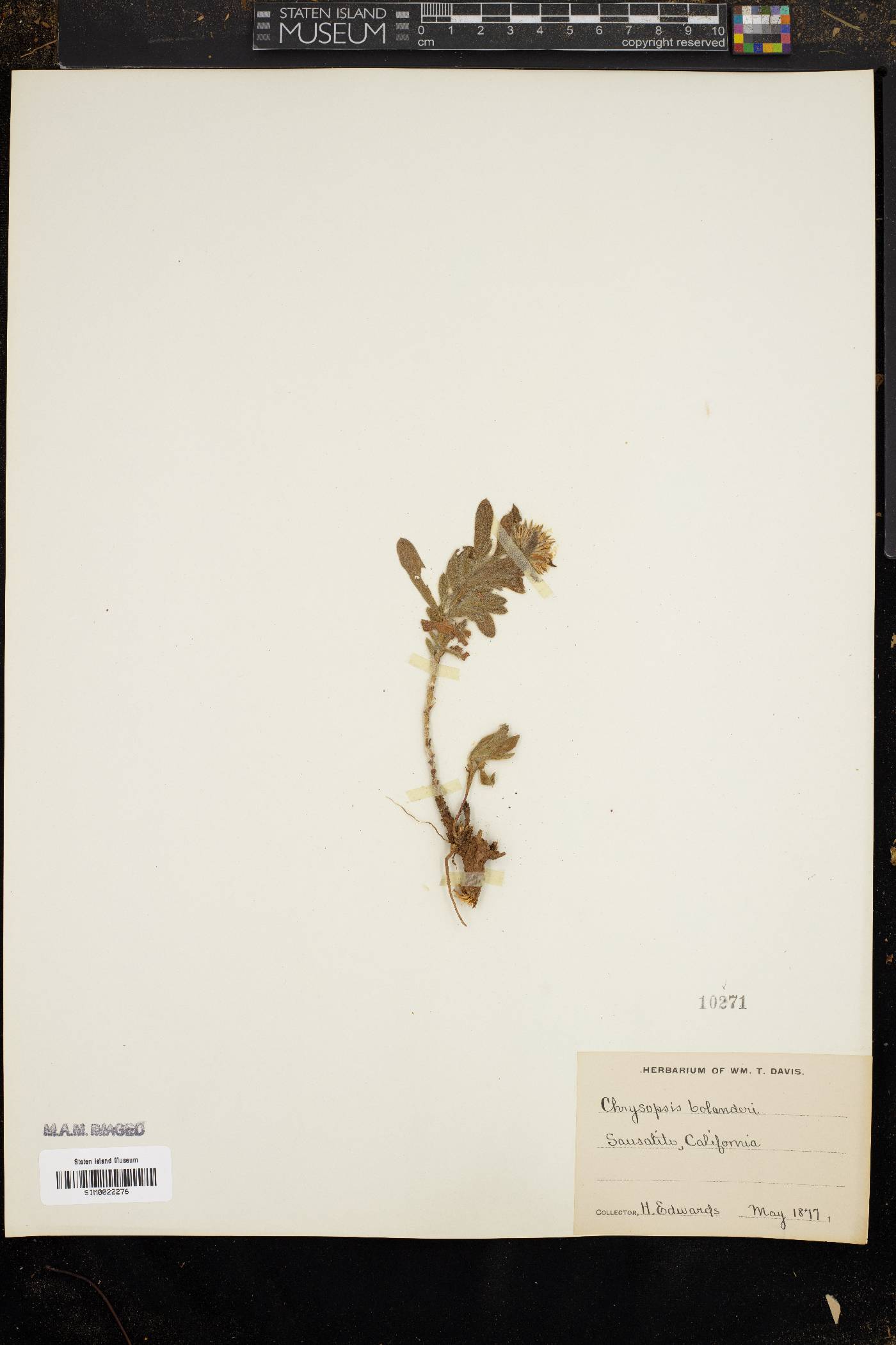 Chrysopsis bolanderi image