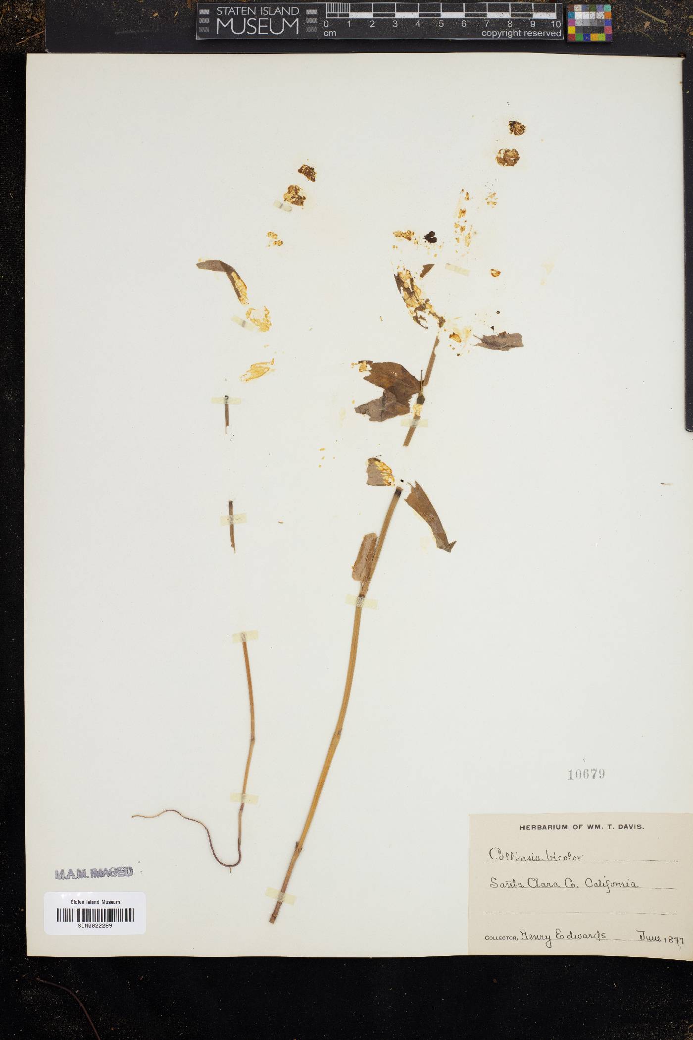 Collinsia bicolor image