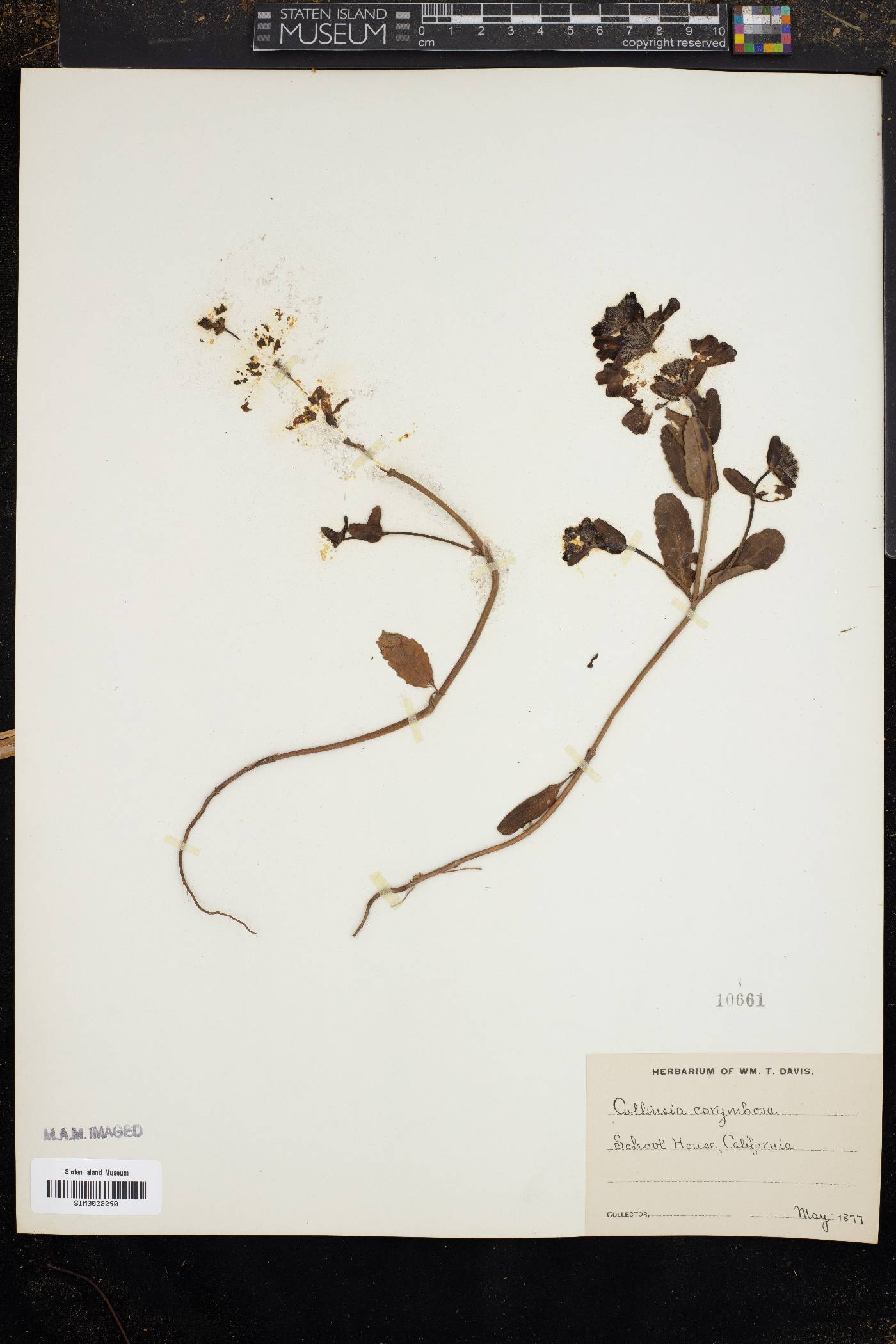 Collinsia corymbosa image