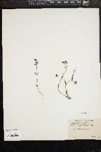 Collinsia parviflora image