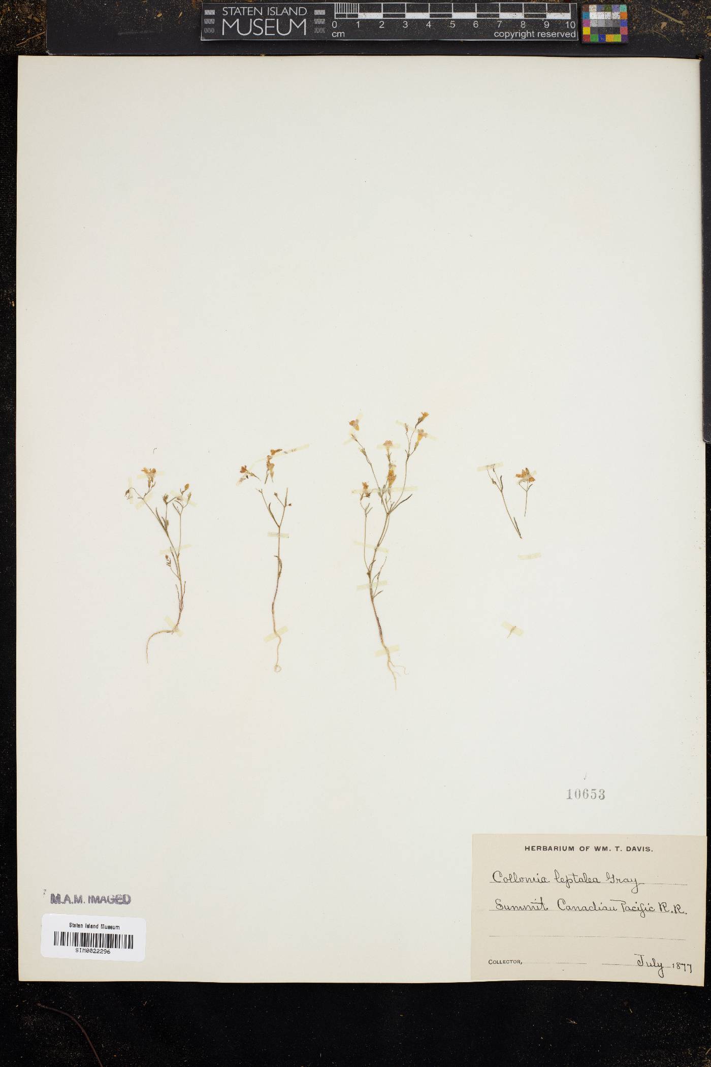 Collomia leptalea image