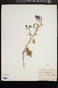 Image of Delphinium californicum