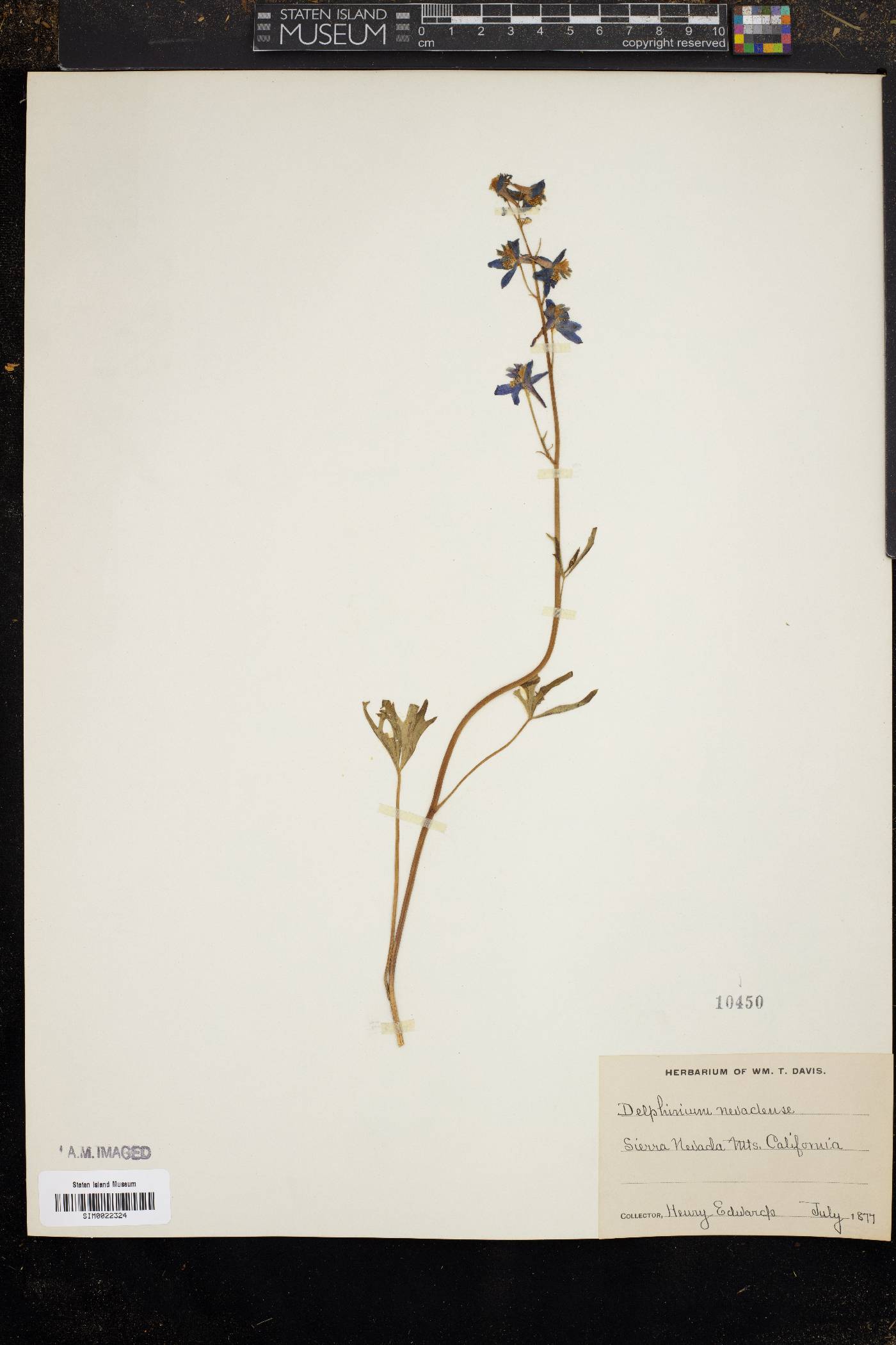 Delphinium emarginatum subsp. nevadense image