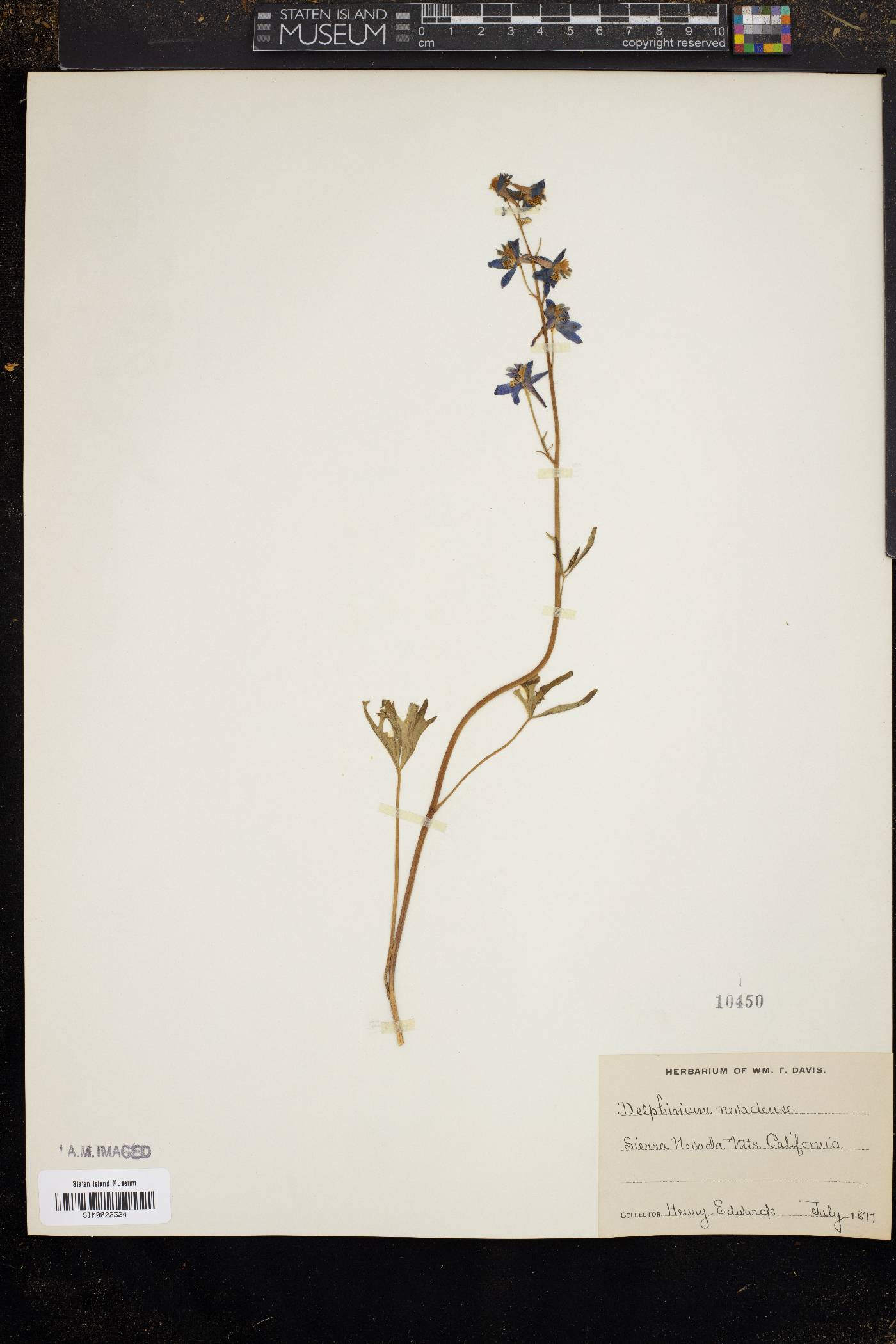 Delphinium emarginatum image