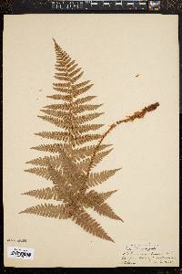 Dryopteris arguta image