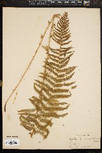 Dryopteris nevadensis image