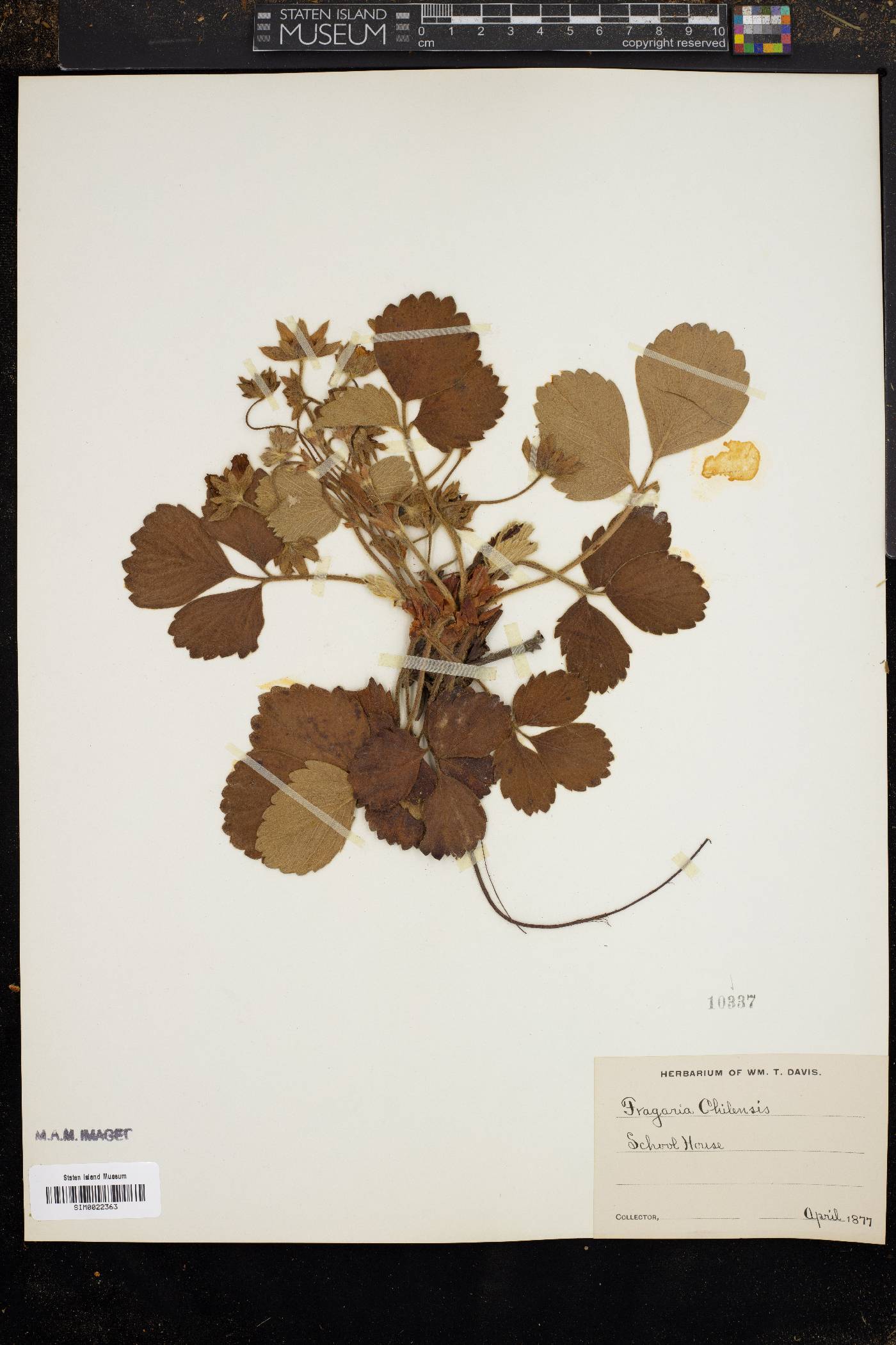 Fragaria chiloensis subsp. chiloensis image