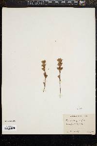 Image of Frankenia grandifolia
