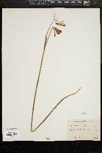 Image of Fritillaria recurva