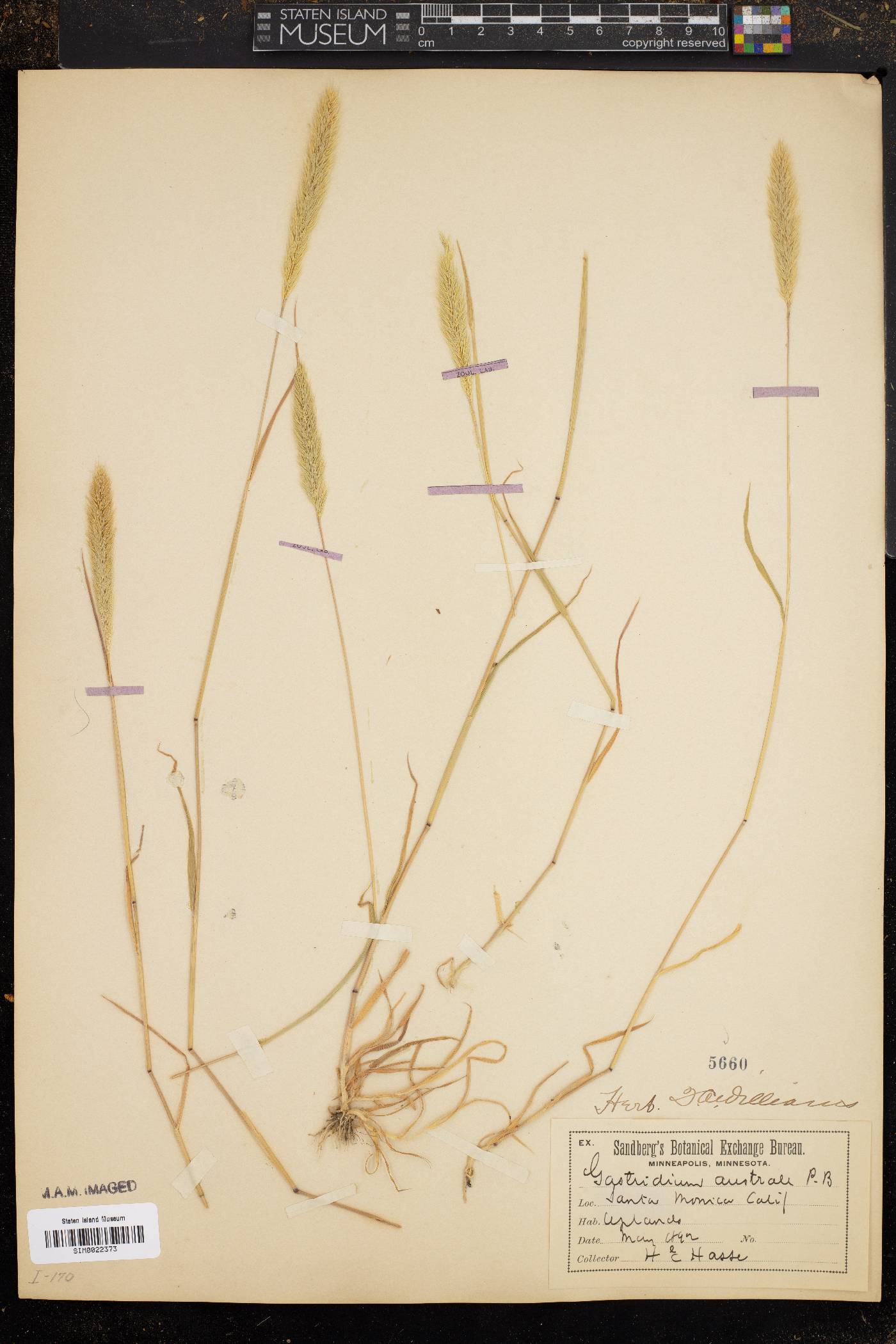 Gastridium ventricosum image