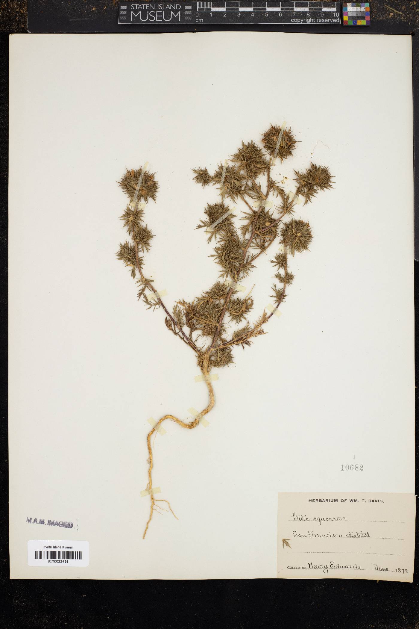 Gilia squarrosa image