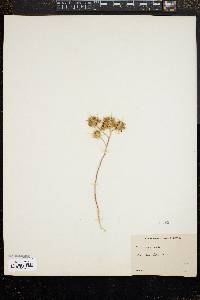 Gilia squarrosa image