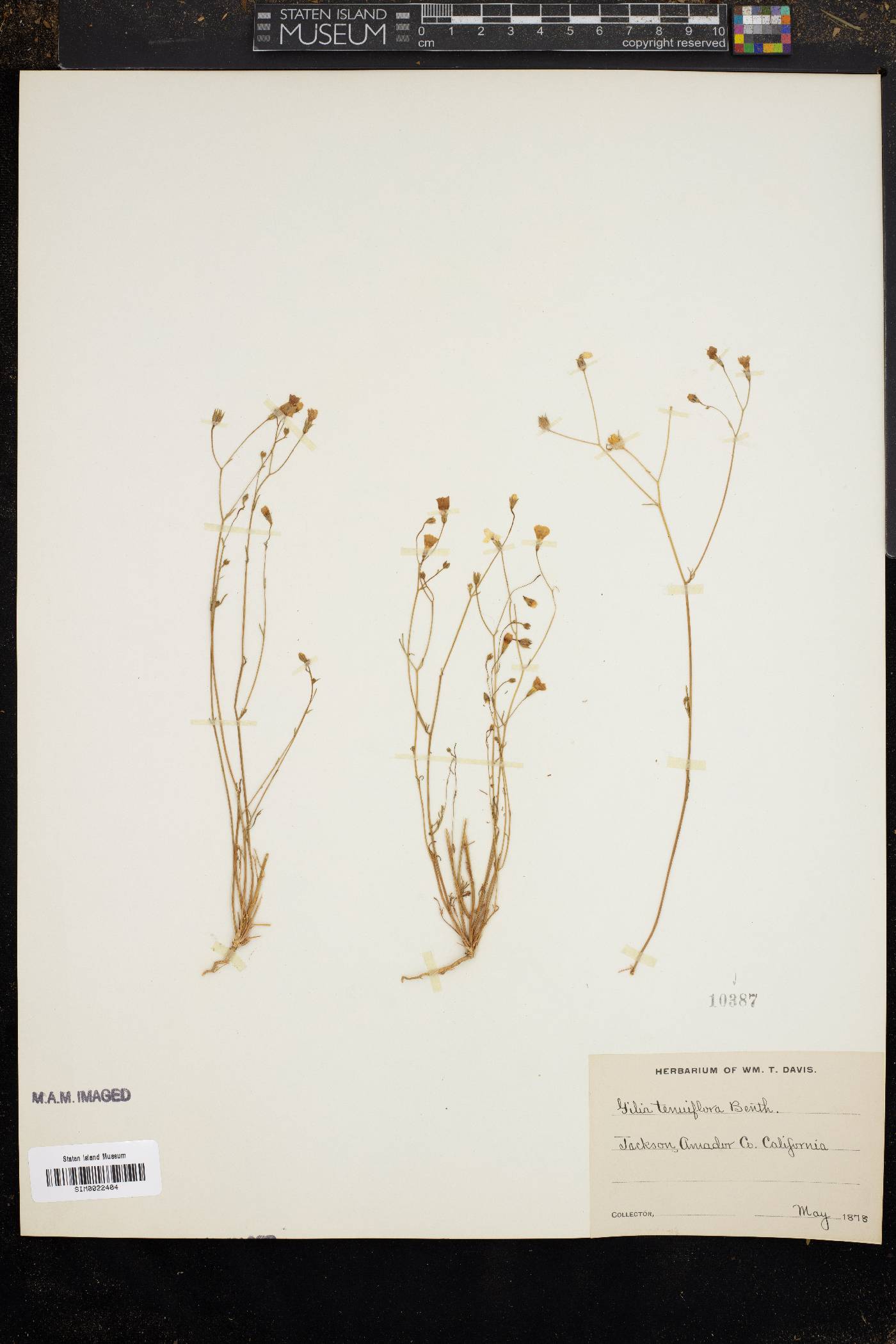 Gilia tenuiflora image