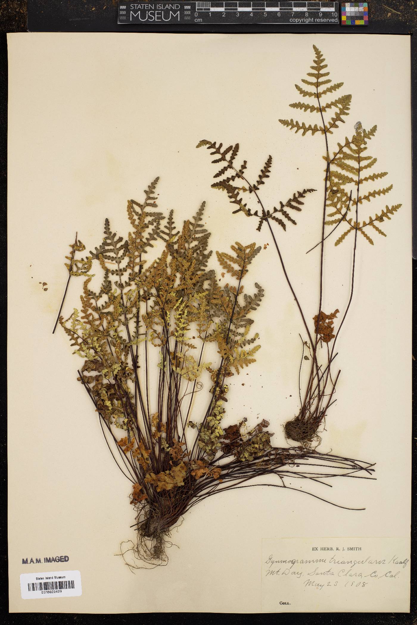 Gymnogramma triangularis image
