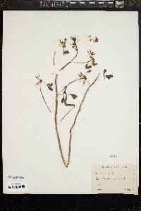 Hosackia gracilis image