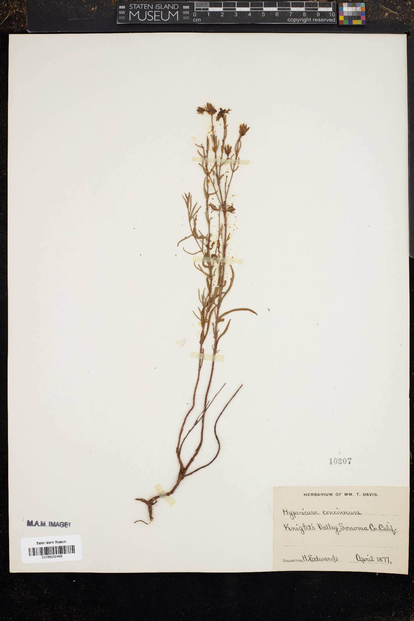 Hypericum concinnum image