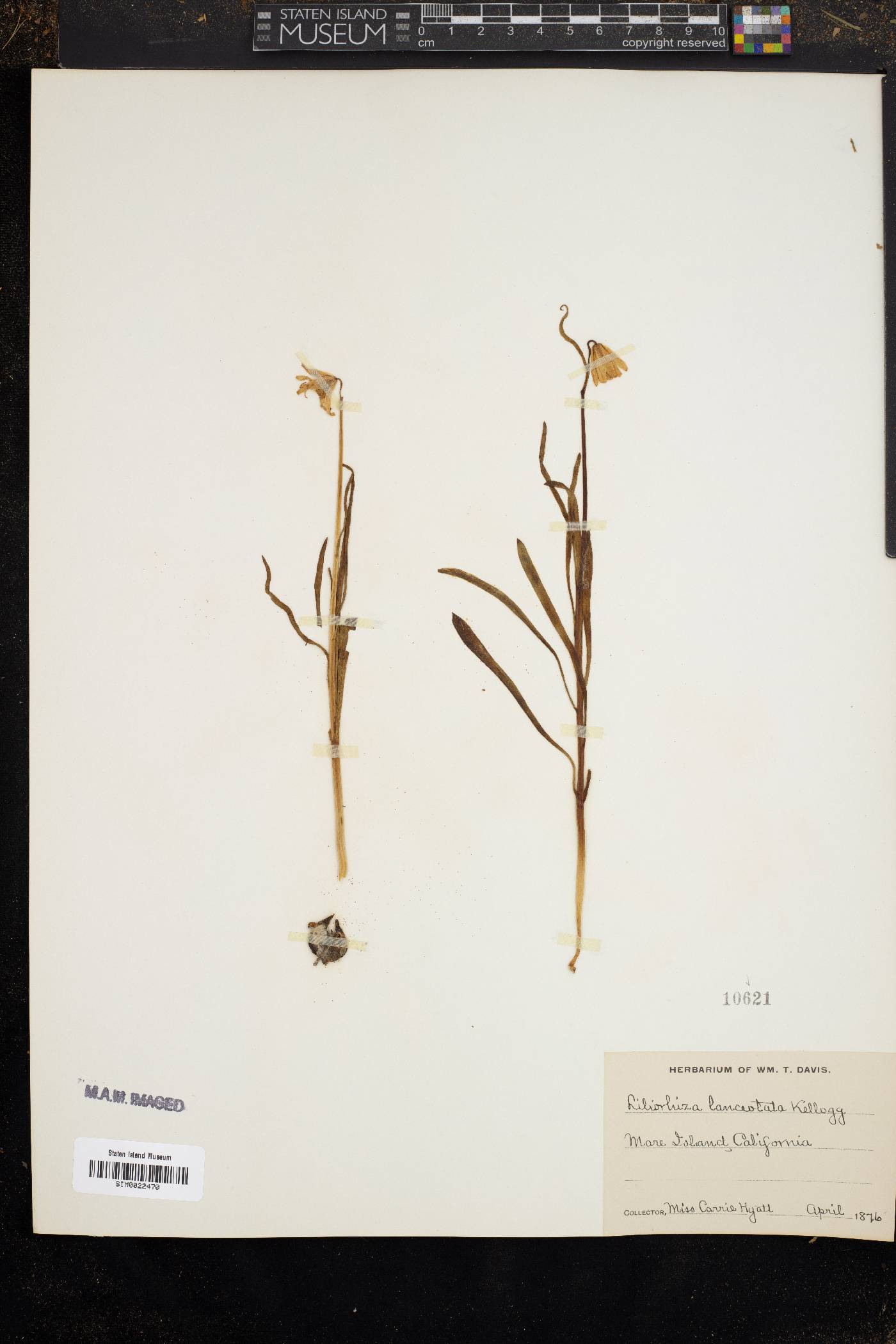 Fritillaria liliacea image
