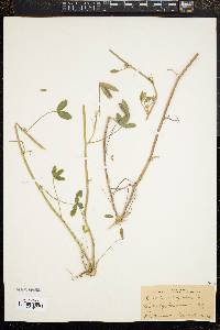 Image of Trifolium obtusiflorum