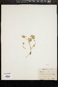Image of Nemophila maculata
