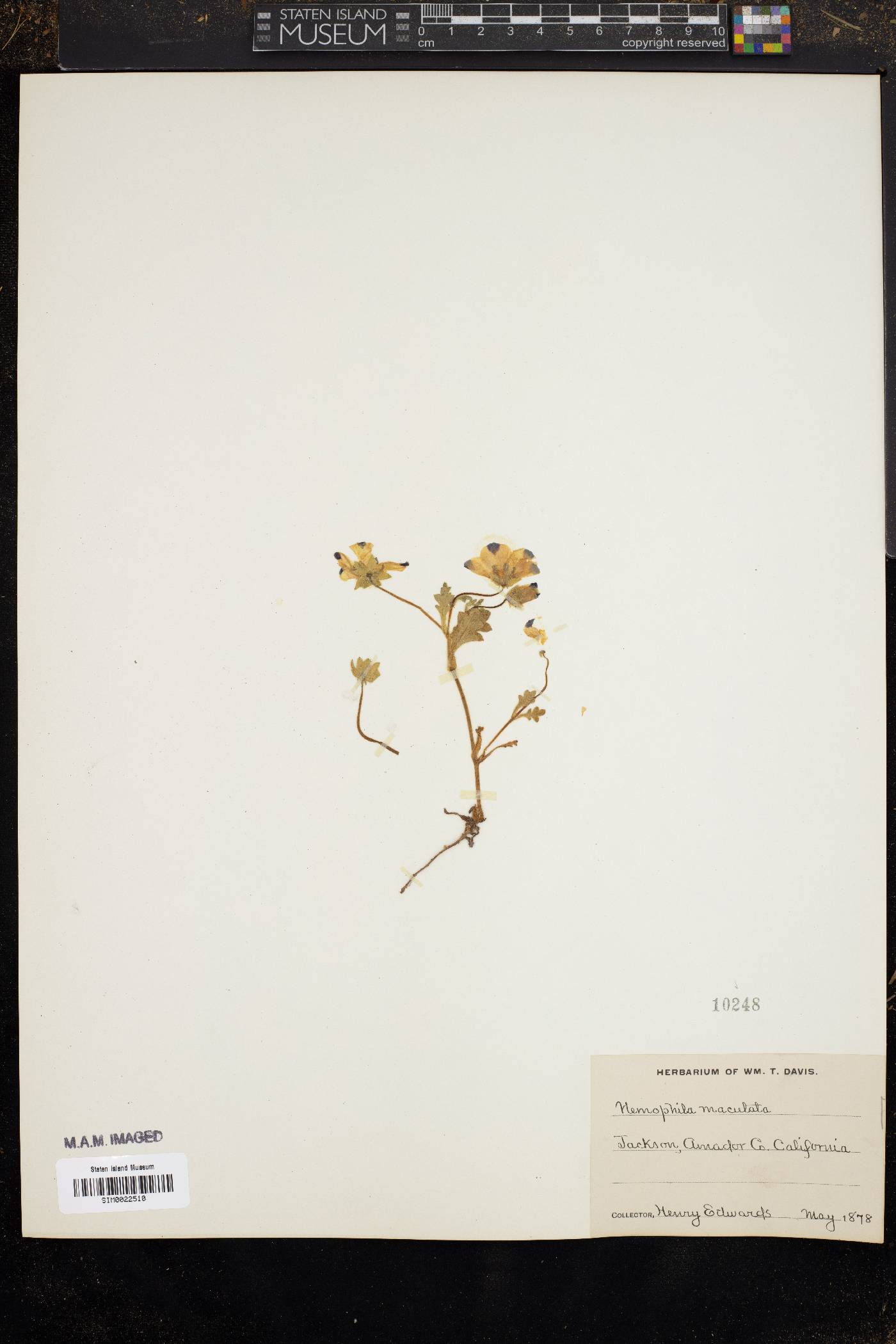 Nemophila maculata image