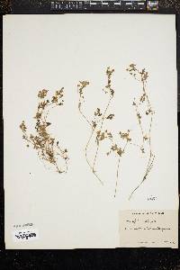 Image of Nemophila parviflora