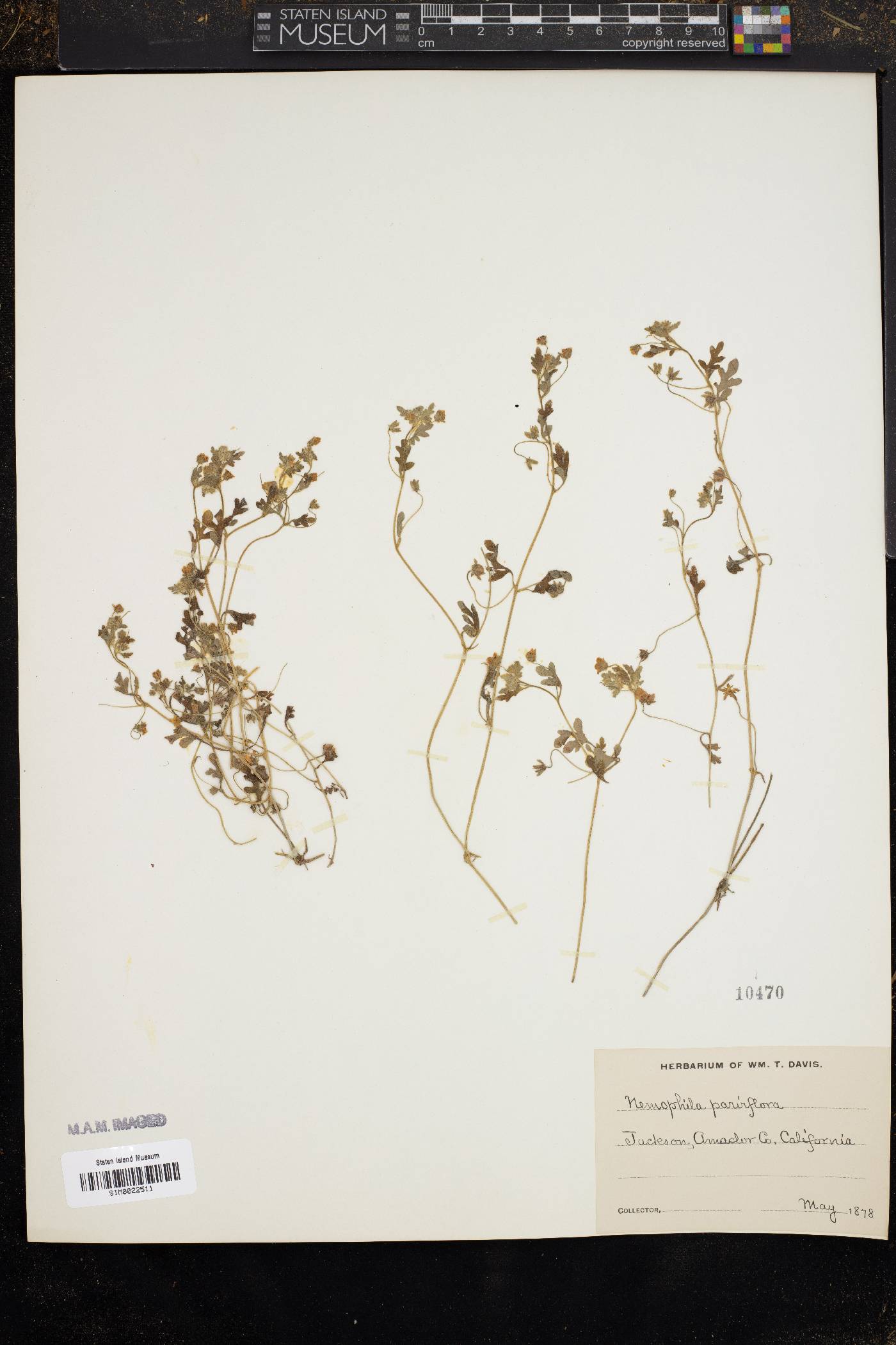 Nemophila parviflora image