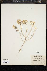 Media resource of Orthocarpus erianthus