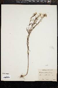 Media resource of Orthocarpus linearilobus