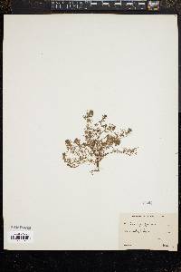 Image of Orthocarpus pusillus