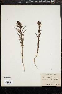Orthocarpus tenuifolius image
