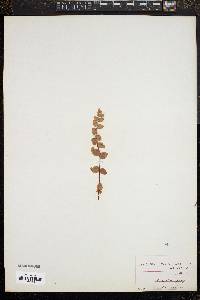 Pellaea bridgesii image