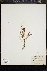 Penstemon confertus image