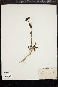 Penstemon confertus image