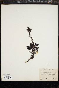Penstemon menziesii image