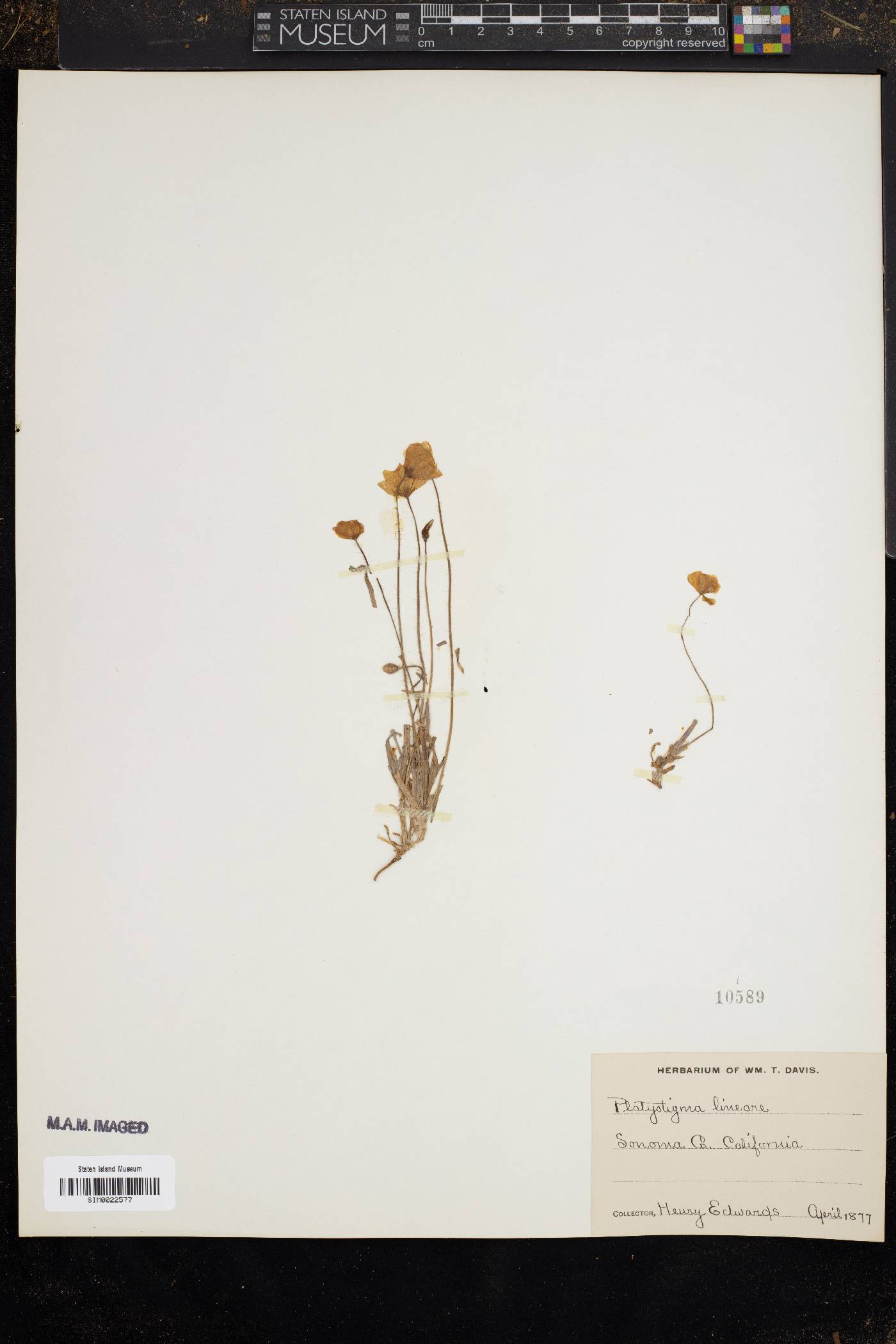 Platystigma linearis image