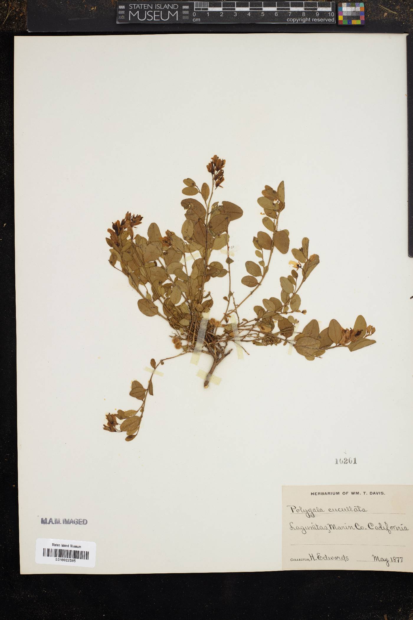 Polygala cucullata image
