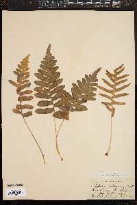 Polypodium californicum image