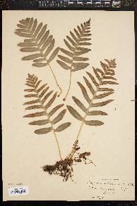 Polypodium californicum image