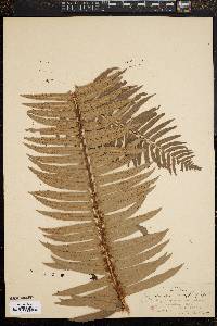 Polystichum munitum image