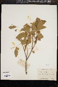 Image of Ptelea angustifolia