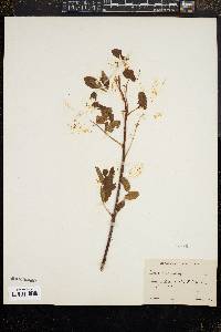 Image of Sorbus sambucifolia