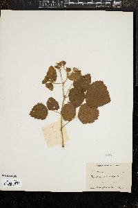 Image of Rubus ursinus