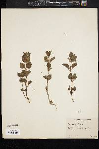 Image of Scutellaria tuberosa