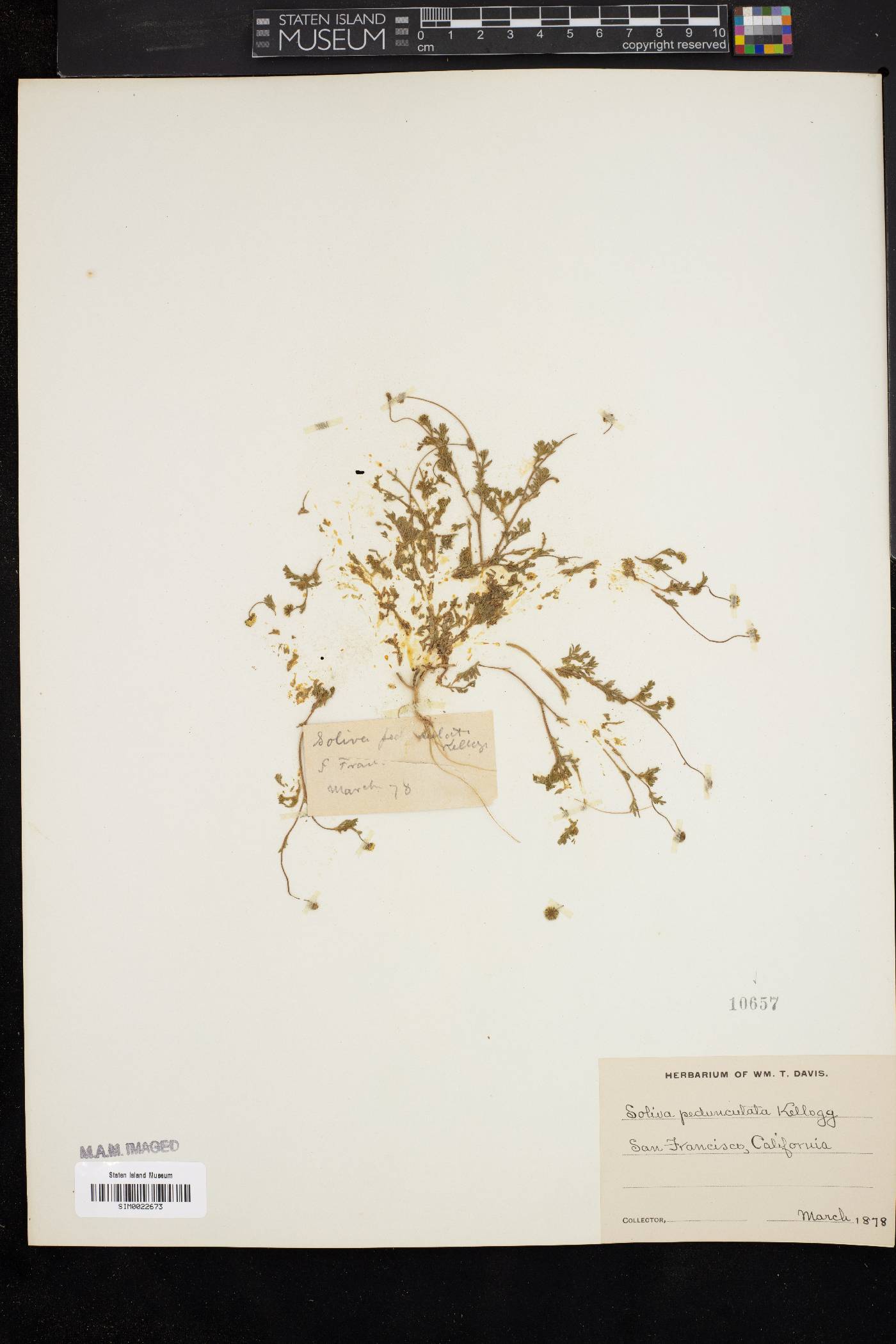Soliva pedunculata image