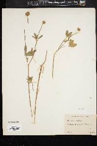 Trifolium ciliatum image