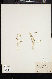 Image of Trifolium cyathiferum