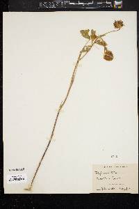 Image of Trifolium dichotomum