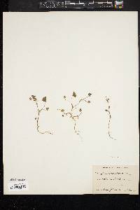 Image of Trifolium microdon